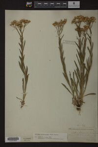 Solidago ptarmicoides image