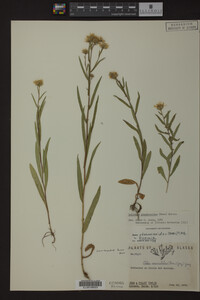 Solidago ptarmicoides image