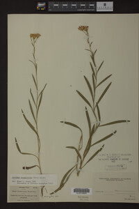 Solidago ptarmicoides image
