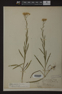 Solidago ptarmicoides image