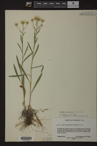 Solidago ptarmicoides image