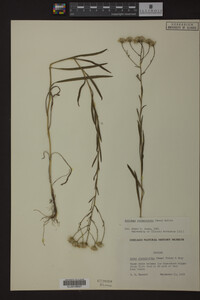 Solidago ptarmicoides image