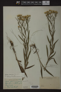 Solidago ptarmicoides image