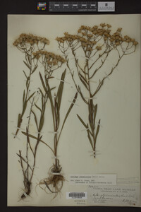 Solidago ptarmicoides image