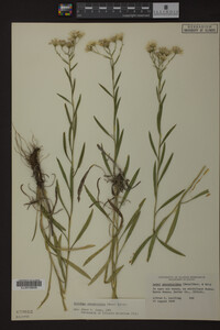 Solidago ptarmicoides image