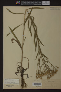 Solidago ptarmicoides image