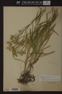 Solidago ptarmicoides image