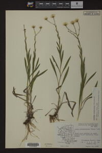 Solidago ptarmicoides image