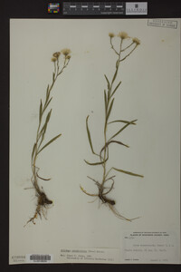 Solidago ptarmicoides image