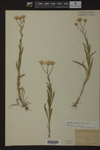 Solidago ptarmicoides image