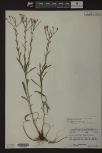 Solidago ptarmicoides image