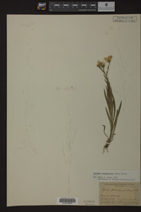 Solidago ptarmicoides image