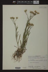 Solidago ptarmicoides image