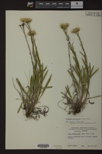 Solidago ptarmicoides image