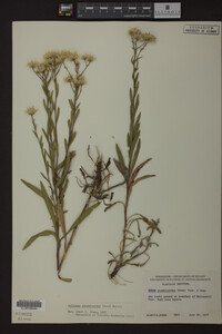 Solidago ptarmicoides image