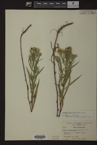 Solidago ptarmicoides image