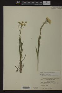 Solidago ptarmicoides image