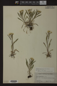 Solidago ptarmicoides image