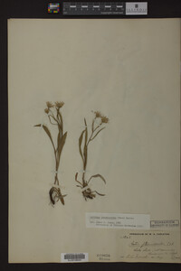 Solidago ptarmicoides image