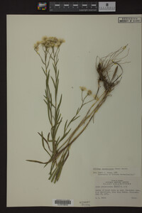 Solidago ptarmicoides image