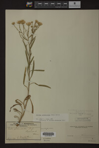 Solidago ptarmicoides image