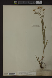 Solidago ptarmicoides image