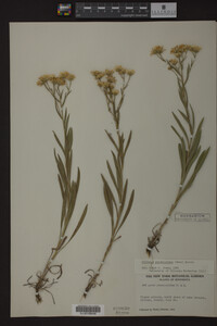 Solidago ptarmicoides image