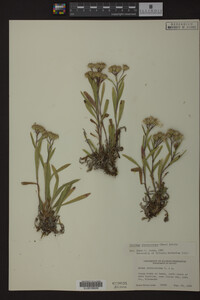Solidago ptarmicoides image