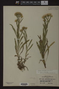 Solidago ptarmicoides image
