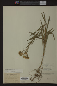 Solidago ptarmicoides image