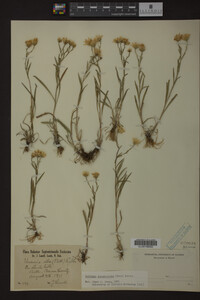 Media resource of Solidago ptarmicoides