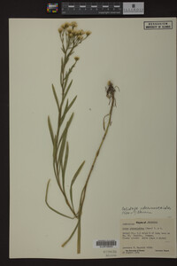 Solidago ptarmicoides image