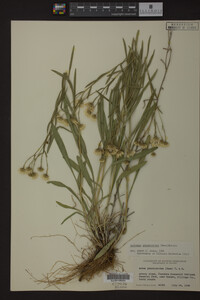 Solidago ptarmicoides image