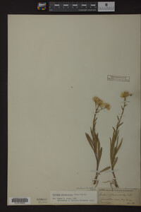 Solidago ptarmicoides image