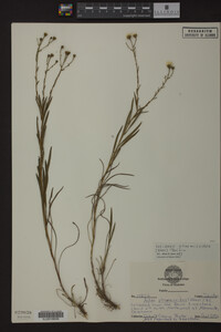 Solidago ptarmicoides image