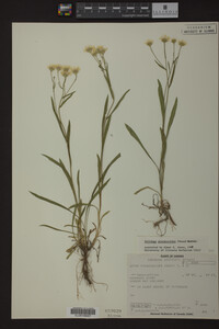 Solidago ptarmicoides image