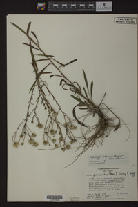 Solidago ptarmicoides image