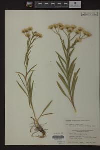 Solidago ptarmicoides image