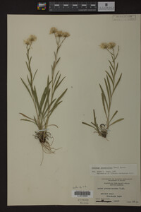 Solidago ptarmicoides image