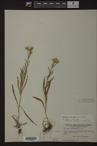Solidago ptarmicoides image