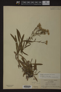 Solidago ptarmicoides image