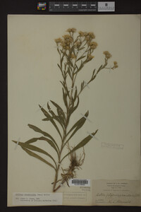Solidago ptarmicoides image