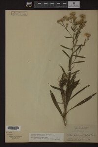 Solidago ptarmicoides image