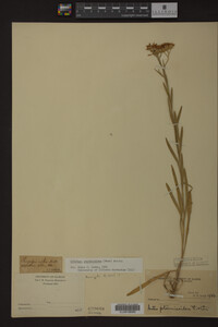 Solidago ptarmicoides image