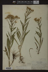 Solidago ptarmicoides image