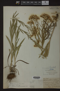 Solidago ptarmicoides image