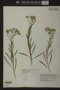 Solidago ptarmicoides image