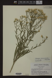 Solidago ptarmicoides image
