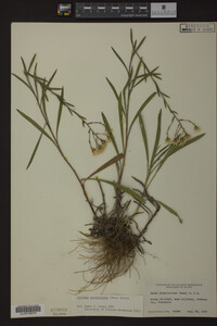 Solidago ptarmicoides image