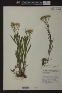 Solidago ptarmicoides image